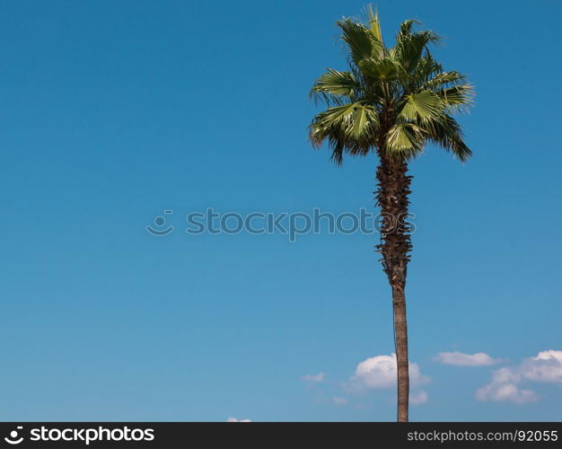 Green Palm Plants Vegetation