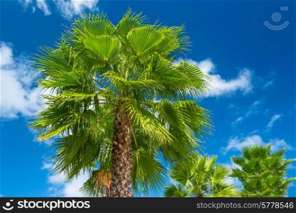 green palm tree against beautiful blue sky. summer nature background