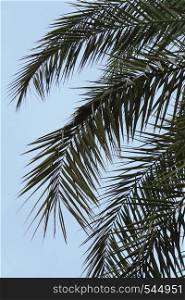 green palm tree branches and leaves in the nature in summer