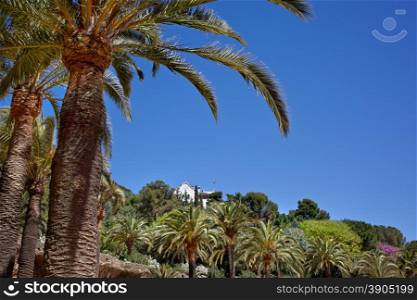 Green palm tree in Park Guell, Barcelona, Spain