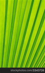 Green palm tree leaf as a background