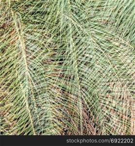 Green palm tree leaves pattern, natural background