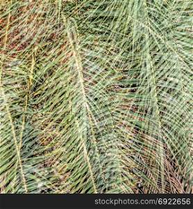 Green palm tree leaves pattern, natural background