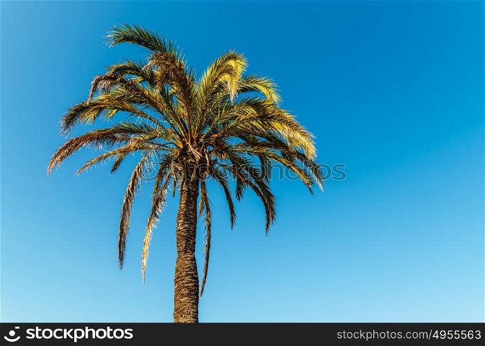 Green Palm Tree On Blue Sky