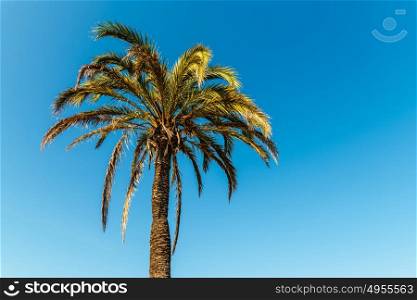 Green Palm Tree On Blue Sky