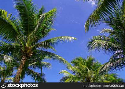 Green palm tree on blue sky background