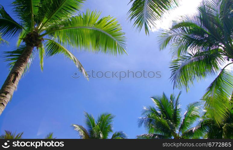 Green palm tree on blue sky background