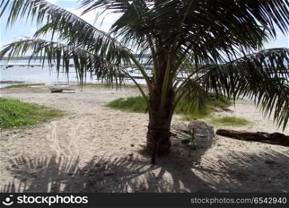 Green palm tree on the samd beach Pantai Sorake in Nias island, Indonesia
