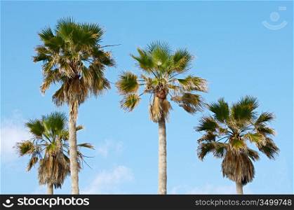 Green palm trees and blue sky with clouds