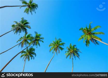 Green palm trees crowns over clear summer blue sky