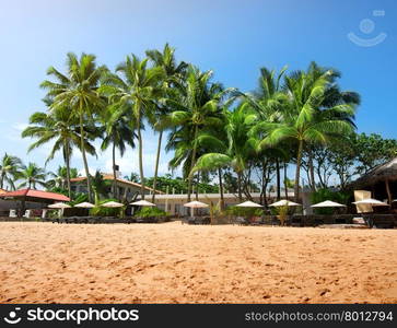 Green palm trees on a beach of Indian ocean