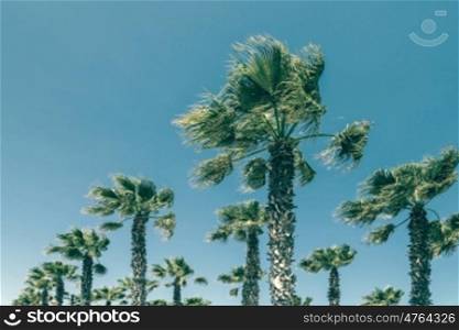 Green Palm Trees On Clear Blue Sky