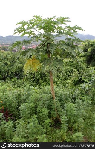 Green papaya tree in the garden after rain