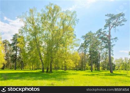 Green park forest with green trees and green grass on green field