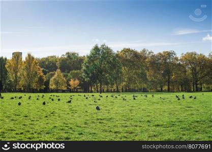 Green park in London. Birds on the grass