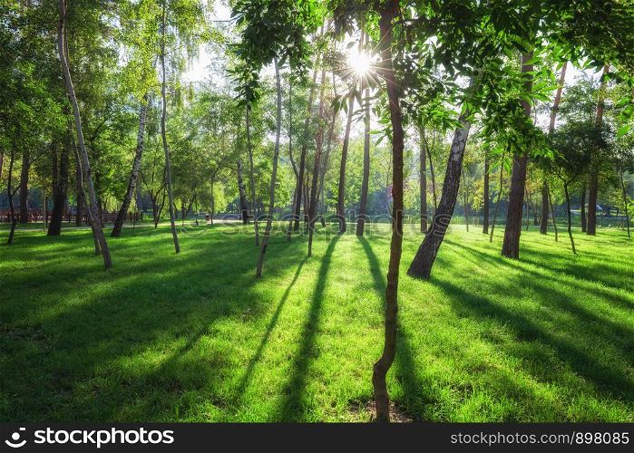 Green park with lawn and trees in a city at summer morning