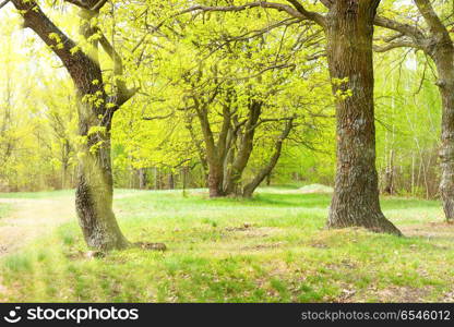 Green park with oak trees. Green park with oak trees and grass on sunny lawn