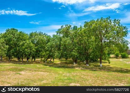 Green park with trees and blue sky on background