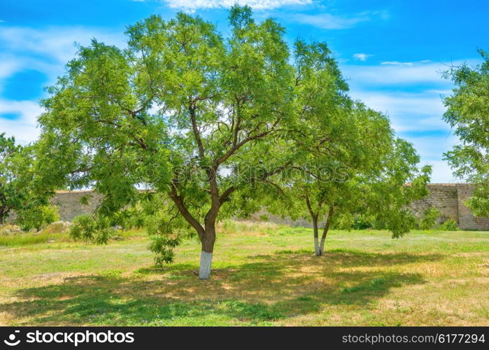 Green park with trees and blue sky on background