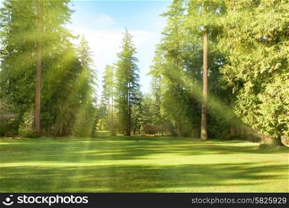 Green park with trees in park under sunny light. Natural spring environment