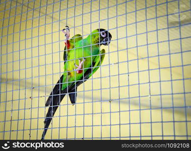 Green parrot budgie parakeet common pet bird in the cage