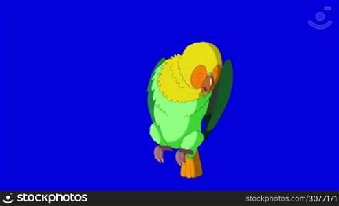 Green Parrot Cleans Feathers. Animal on Blue Screen. Looped motion graphic.