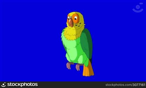 Green Parrot Gets Angry. Animal on Blue Screen. Looped motion graphic.