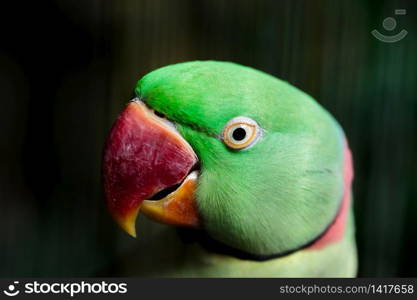 Green Parrot head shot close up detail photoshoot