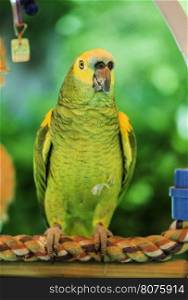 Green parrot perched on a swing