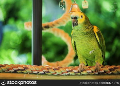 Green parrot perched on a swing