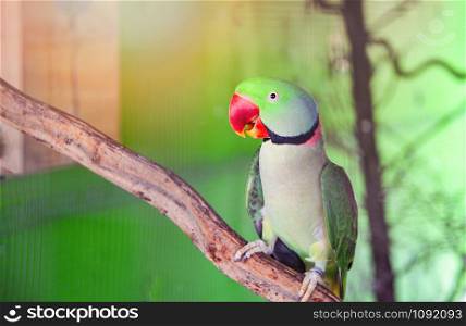 Green parrot pet bird in the cage / beautiful rose ring necked Alexandrine Parakeet bird