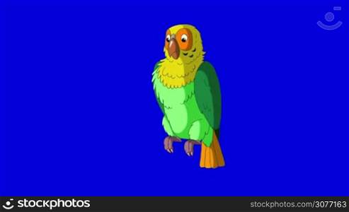 Green Parrot Talks. Animal on Blue Screen. Looped motion graphic.
