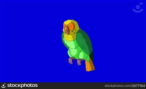 Green Parrot Turns. Animal on Blue Screen. Looped motion graphic.