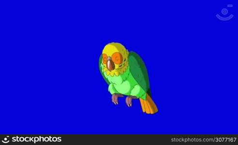 Green Parrot Wakes Up. Animal on Blue Screen. Looped motion graphic.