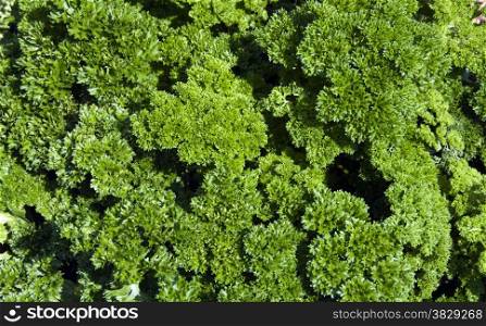 green parsley as ingredient for menu