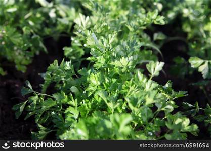 Green parsley grows on farmer grounds