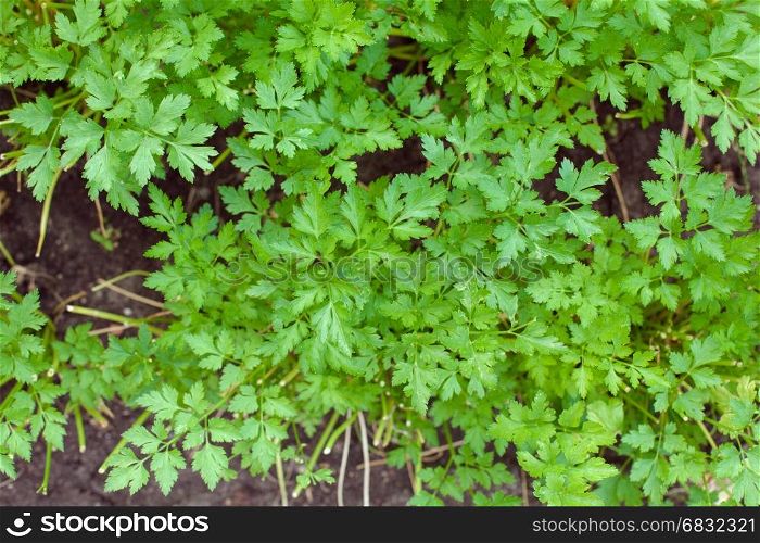Green parsley in the garden on the ground