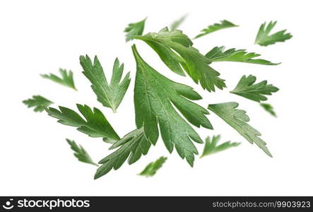 Green parsley leaves levitate on a white background.. Green parsley leaves levitate on a white background