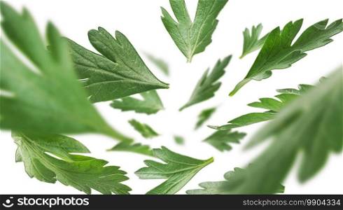 Green parsley leaves levitate on a white background.. Green parsley leaves levitate on a white background