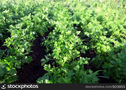 green parsley on field, agriculture