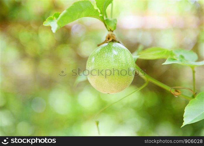 Green passion fruit hang on vine in the garden fruit in summer