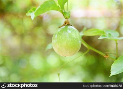 Green passion fruit hang on vine in the garden fruit in summer