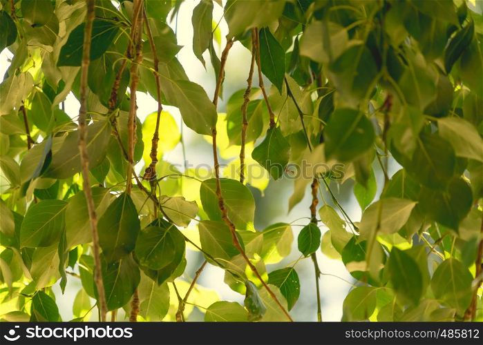 Green pastel leaves against the early morning sun, background, pattern and texture, abstract
