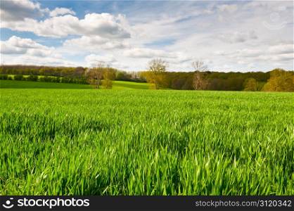 Green Pasture in the Ardennes, Belgium