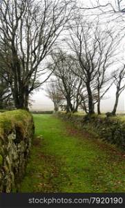 Green path with dry stone walls on Autumn fall misty day. Dartmoor National Park, Devon, England, United Kingdom.