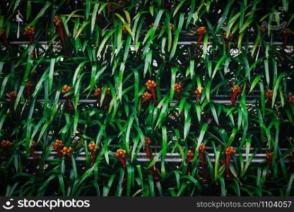 green pattern abstract texture with leaves bromeliad red orange flowers background / plant wall concept