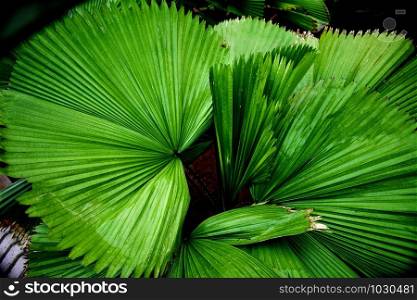 Green Patterned Palm Leaf
