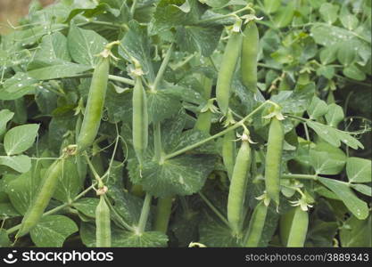 Green Pea Beans Pod Plant
