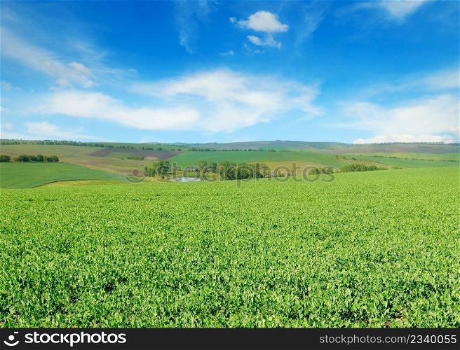 Green pea field and blue sky. Beautiful landscape with a hilly plain.