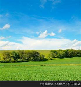 Green pea field and blue sky with light clouds. Agricultural landscape.